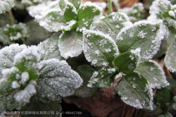园林植物冻害及受冻后的养护管理
